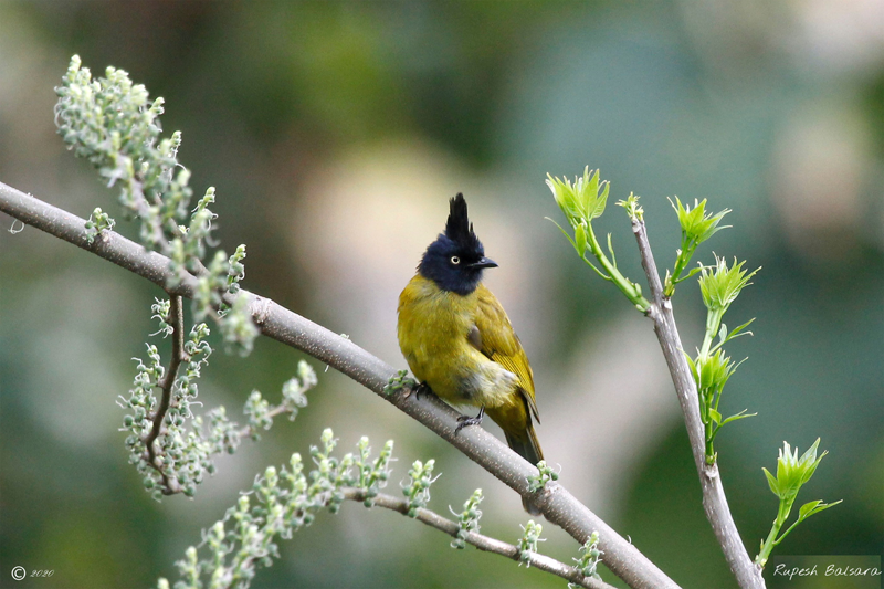 Black crested bulbul